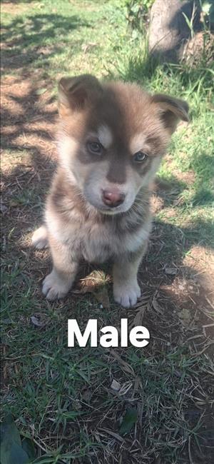 Husky Puppys for sale/Adoption