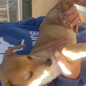 Jack Russell X Pincher 