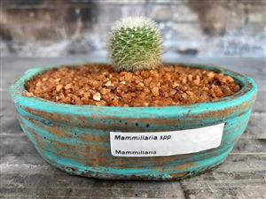 Mammillaria cactus in a turquoise cement pot