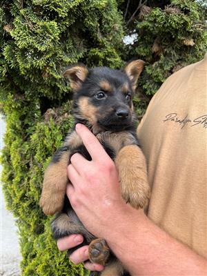 German shepherd puppies