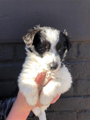 4 Border collie puppies