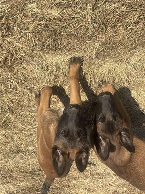 Malinois Belgian Shepherd 