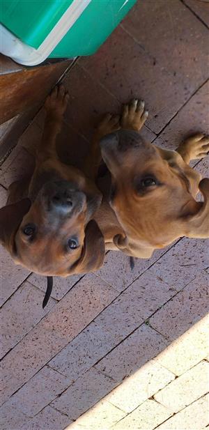 Beautiful Rhodesian Ridgeback puppies