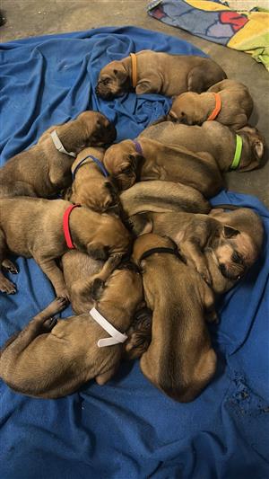 Ridgeback Puppies - Ready from 8 weeks onwards 