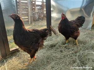 Purebred Rhode Island Red Breeding Pair