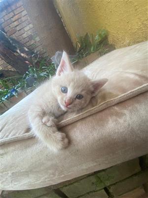 Beige Kitten