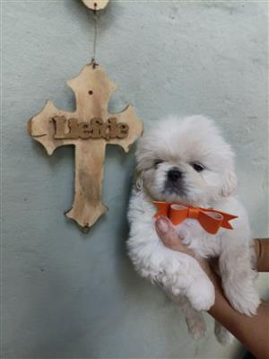 Male Pekingese puppies 