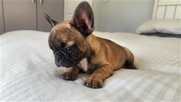 French Bulldog Puppies 