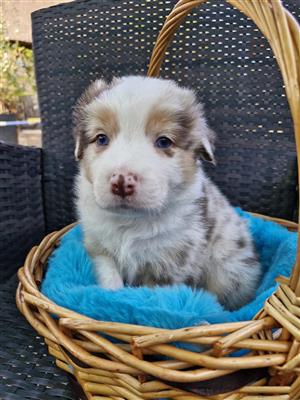 Australian shepherd 