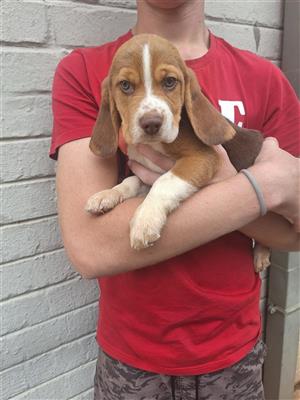 BAEUTIFUL PURE BRED BEAGLE PUPPIES