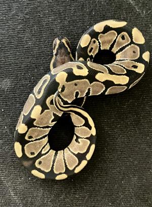 Royal Ball Python no.3