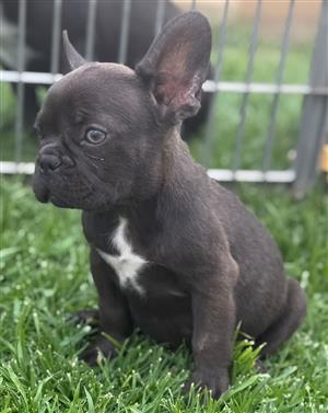 Beautiful French bulldog puppies available 