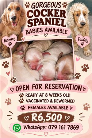 Gorgeous Cocker Spaniel babies available 