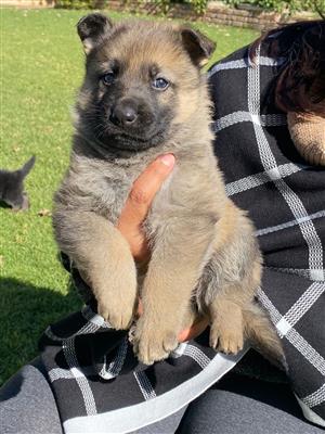 German Shepherd Puppies for Sale