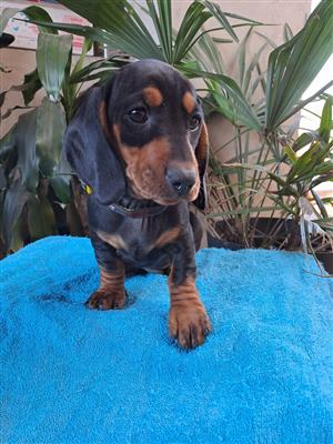 REGISTERED BLOODLINES PUREBRED MINIATURE BLACK & TAN DACHSHUND PUPPIES FOR SALE 