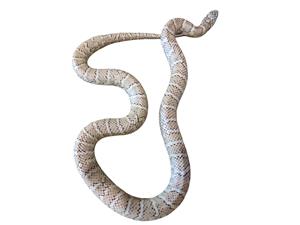 Florida Kingsnake For Sale 