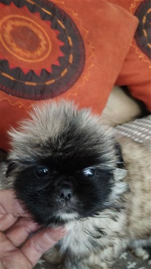 Pekingese puppies