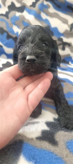 Adorable cocopoo babies available 