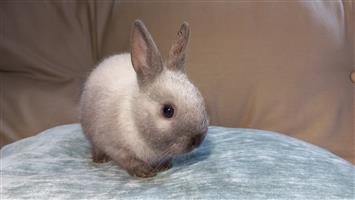 Netherland dwarf rabbit 