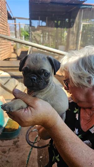 Pug Puppy's