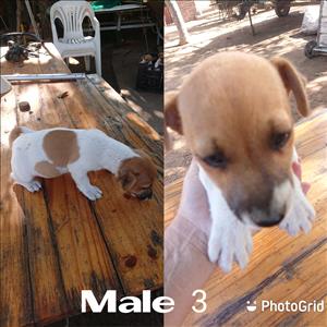 2x Pure bred Jack Russel males