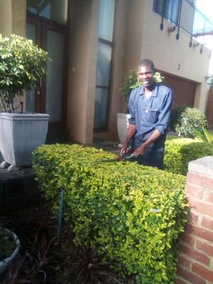 SUPERB MALAWIAN GARDENER 