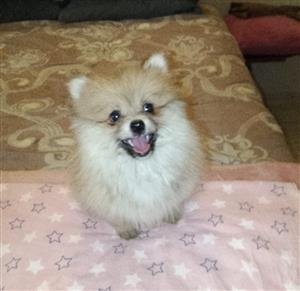 Beautiful purebred small breed Pomeranian (Toypom) Puppy for sale