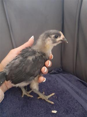 1 month old potch koekoek/australorp chickens