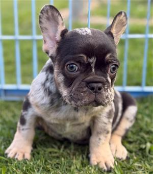 Gorgeous Exotic French bulldog puppies available 