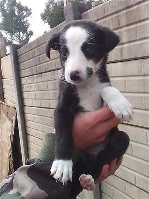 Border Collie puppies up for sale 