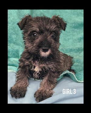 Miniature Schnauzer pups