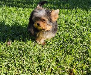 Yorkies