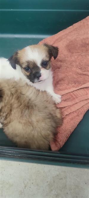 Yorkanese puppies