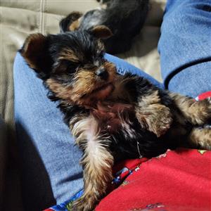 Yorkie puppie 