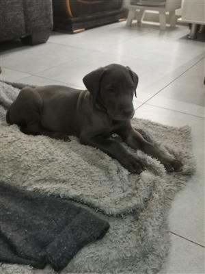Giant breed German bloodline Great dane puppies available