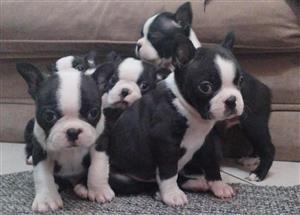 Boston terrier Puppies