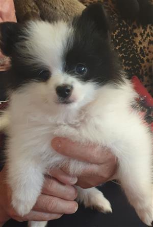 I am selling toypom pomeria female she 10 weeks old she is read vacinatet 