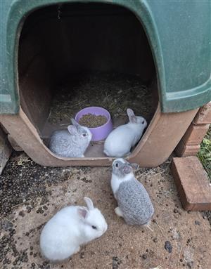 Baby Rabbits For Sale
