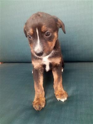 Boston Terrier cross Labrador puppies for sale. 