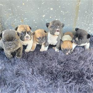 Stunning French bulldog puppies available