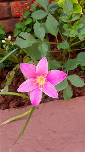Rain Lilly bulbs. (Pink only).