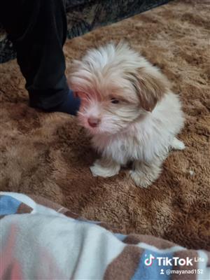 Morkie puppy 