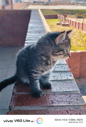 Maincoon 