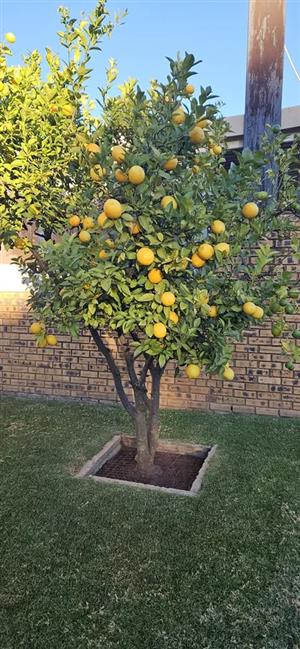 Lemons fresh