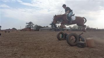 Amazing 13.2hh pony mare for sale/lease