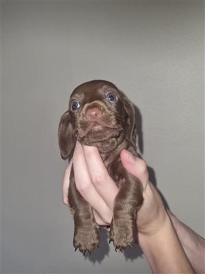 Dachshund puppies 