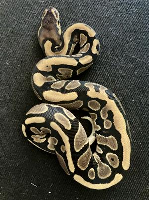 Royal Ball Python no1