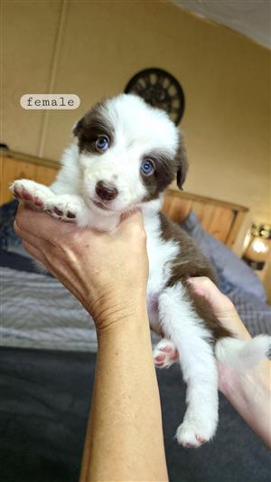 Border Collie Pups