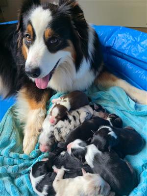Australian Shepherds