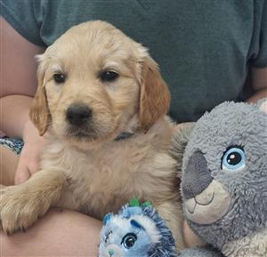 Golden retriever 